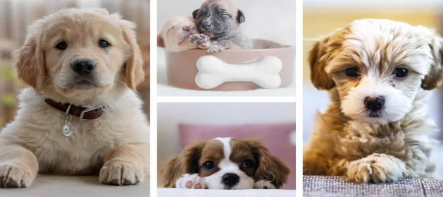 The Top 10 Dog Foods for Puppies in 2024